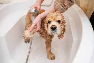 Groomer washing paw of american cocker spaniel standing in bathroom