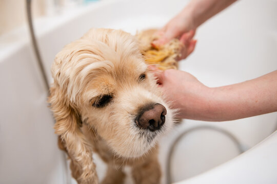 Grumer washes the dog with foam and water.