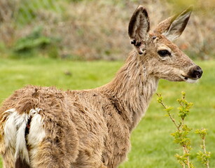 A doe / mule deer eating some flowers and foliage in the early spring before shedding its winter coat.