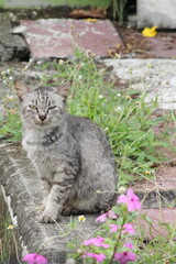 Obraz premium The tabby cat was sitting on the ground with purple flowers in front.