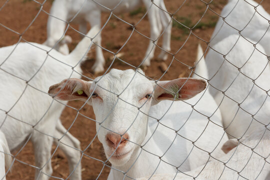 White goats on a goat farm. Goat milk farm.