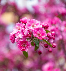 pink sakura flower on blooming spring tree. selective focus