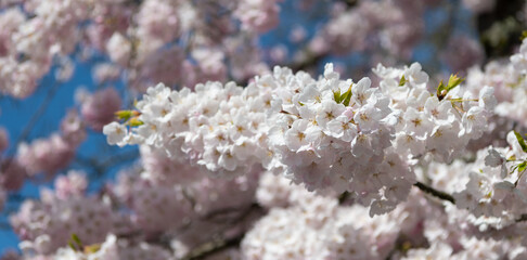 closeup of sakura tender flower on branch of tree, selective focus
