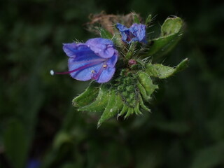 Blueweed Echium vulgare