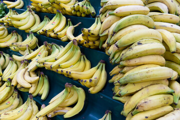 Bunches of bananas on supermarket shelves. Yellow and green bananas in the market. © Semyon_Nazarov	