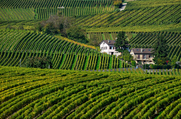 Europe, Switzerland, Canton Vaud, La Côte, Morges district, near Aubonne, vineyard landscape in...