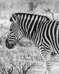 Fototapeta na wymiar Zebra Portrait in Black and White