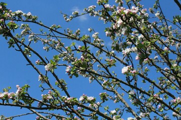 Branche de cerisier