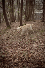 Obraz premium a labrador playing in the woods
