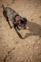 black labrador playing on a walk