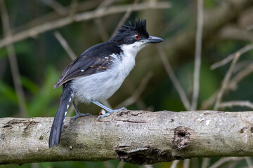 The Great Antshrike also known as choró-boi perched on the branches of a tree. Species Taraba major. Animal world. Birdwatching.  Flycatcher.