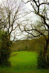 Entrance to a field in the countryside with crooked trees above.

