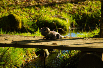 Peluche de salamandre dans un jardin le matin.
