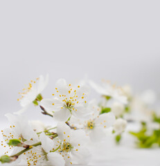 Blossoming cherry branch on a white background