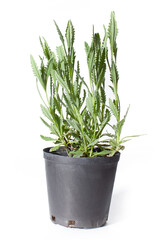 lavender plant isolated on white background
