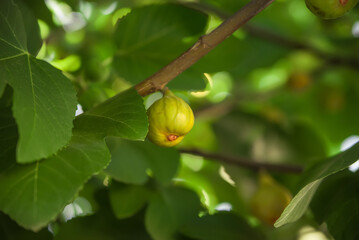 figs ripening on a fig tree
