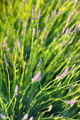 Beautiful lavender flowers in the garden. Selective focus.