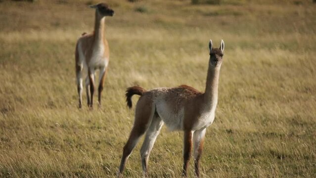 Wildlife. endangered species. Closeup view of a Guanaco, Lama guanicoe, in the meadow in Tierra del Fuego, Patagonia Argentina.