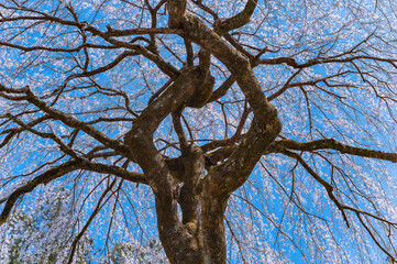 Close up on a weeping cherry blossoms shidarezakura tree whose the trunk is shaped like a diamond and surrounded by full bloom sakura flowers against a vivid blue sky in Seiunji temple of Chichibu.