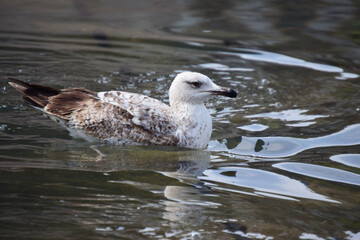 Bird with white and brown plumage, bathing in a park pond.
