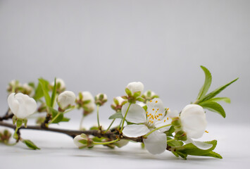 Naklejka na ściany i meble Blossoming cherry branch on a white background