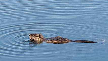 Obraz premium uccelli di palude