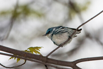 Male Cerulean Warbler, Setophaga cerulea, perched in a tree