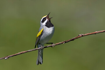 Golden-winged Warbler, Vermivora chrysoptera, singing from a vine