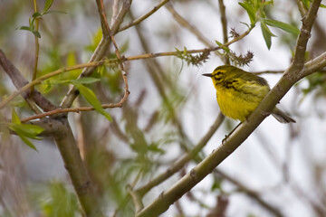Prairie Warbler, Setophaga discolor, perched in a tree