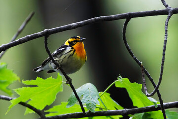 Close up of a male Blackburnian Warbler, Setophaga fusca