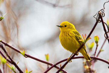 Yellow Warbler, Setophaga petechia, relaxing in a tree