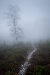 Fototapeta na wymiar Isolated tree stands out on a very foggy day in Haldon Hill, near Exeter, Devon, UK