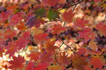 Bright orange autumn leaves in the UK