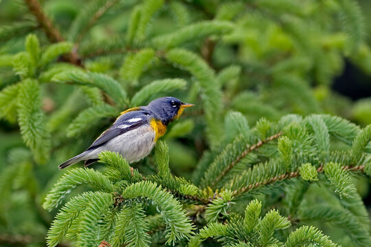 Male Northern Parula, Setophaga americana, perched in tree