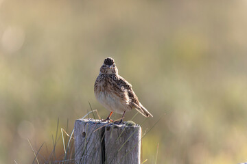 Skylark Alauda arvensis in close view in Bretagne, France