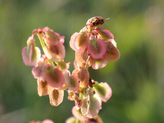 Rumex acetosa seed buds with undetermined beetle