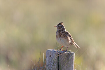 Skylark Alauda arvensis in close view in Bretagne, France