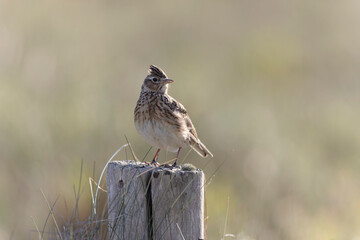 Skylark Alauda arvensis in close view in Bretagne, France