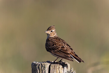 Skylark Alauda arvensis in close view in Bretagne, France