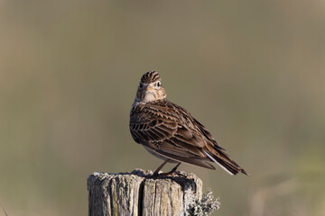 Skylark Alauda arvensis in close view in Bretagne, France