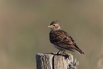 Skylark Alauda arvensis in close view in Bretagne, France