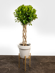 ficus benjamina large green houseplant with long braided stems background white white flowerpot
