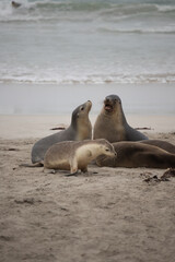 Obraz premium Australian fur seal - Kangaroo island
