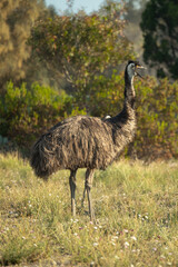 angry emu 