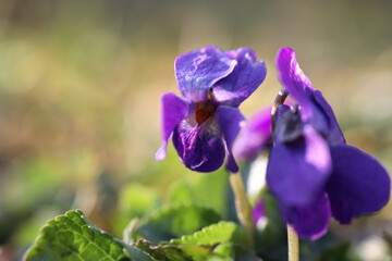 Spring time, little purple flower in grass with water drops