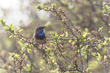 Bluethroat Luscinia svevica subsp. namnetum perching in Morbihan, France