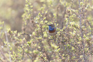 Bluethroat Luscinia svevica subsp. namnetum perching in Morbihan, France