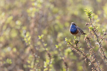 Bluethroat Luscinia svevica subsp. namnetum perching in Morbihan, France