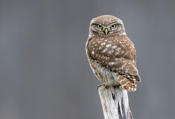 Little owl ( Athene noctua ) close up