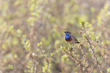 Bluethroat Luscinia svevica subsp. namnetum perching in Morbihan, France